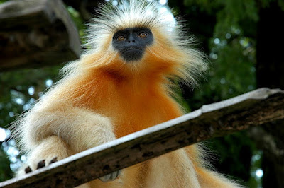 Golden langur