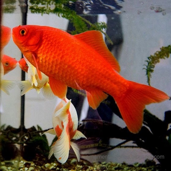 Ornamental fish Cyprinids Carp family Cyprinidae ornamental