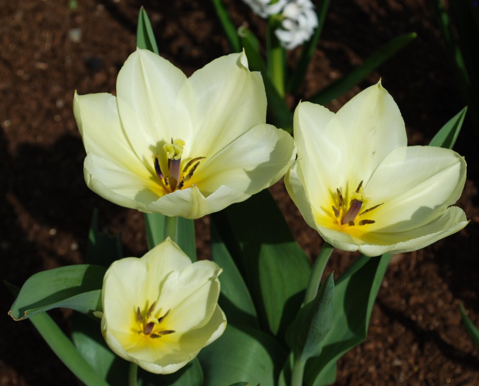 Make It A Wonderful Life He Is Risen 