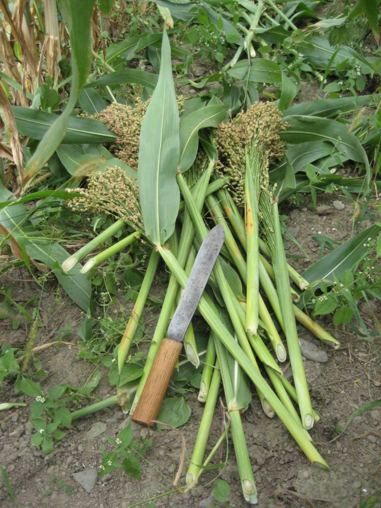 The Farmers' Museum Broom Corn Harvest