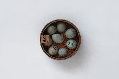 Eggs 109 - 113 (Redpath Museum)