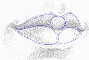 [detail-mouth-sections.jpg]