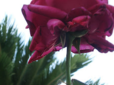 Rosa de Carlota