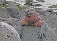 Marine Iguana, Galapagos Oct 2007