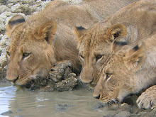Lions, Kenya Feb 2006