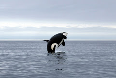 orca air