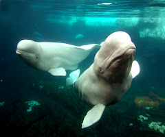arctic beluga