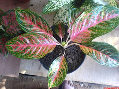 Aglonema Red Peacok