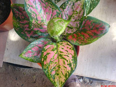 Aglonema dud unyamanee