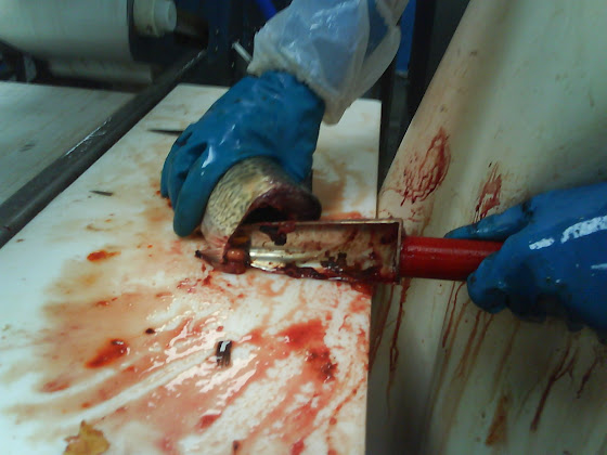 Aquí si se ven todas las tripas que le estaba sacando al pescado en la fish factory de Tauranga