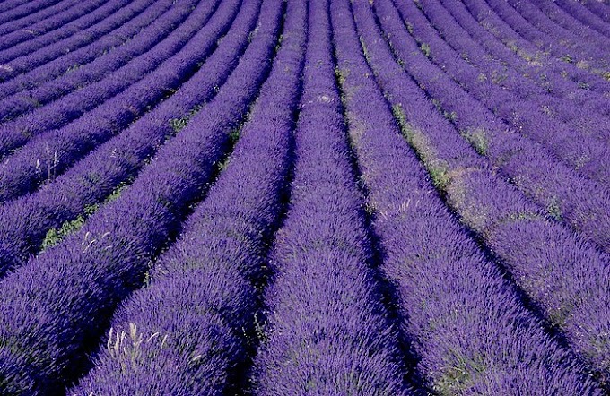 Purple Flowers: The Meaning and the 20 Most Beautiful Varieties