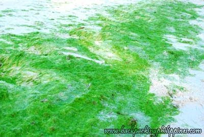 boracay green algae seaweed moss