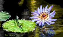 Water lily and flower