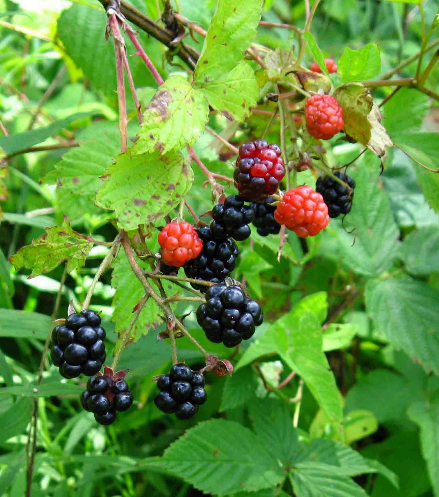 [blackberries+cropped2.jpg]