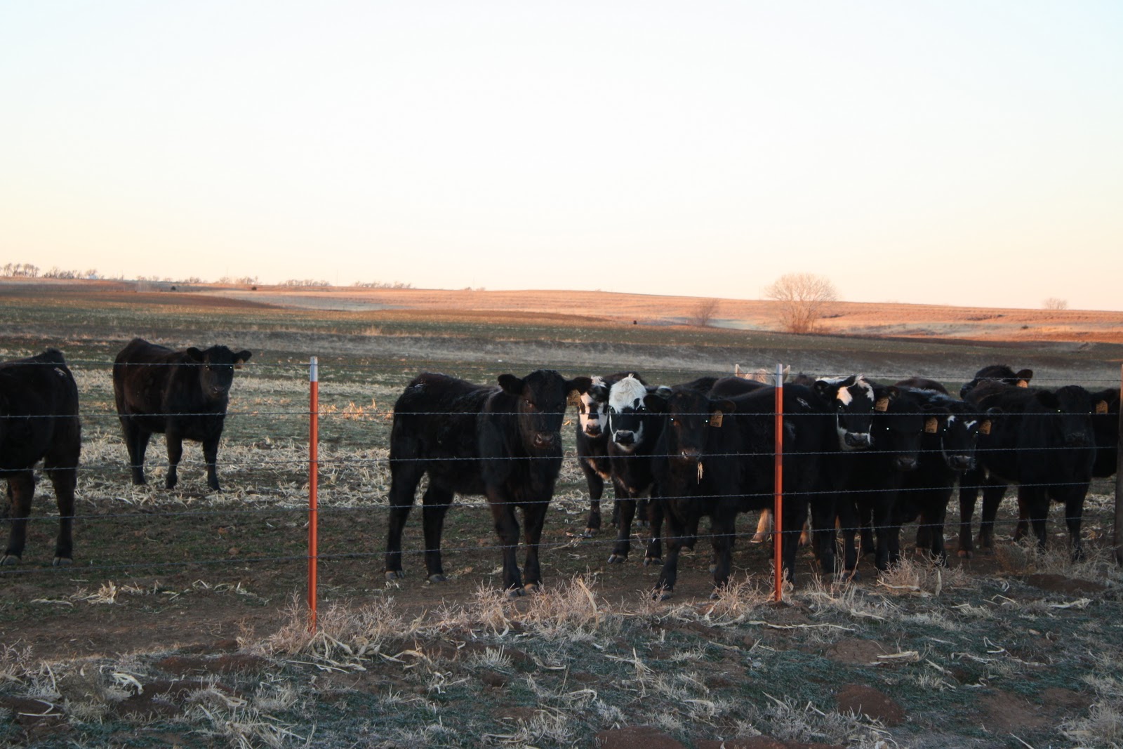 Five F Enterprises Feeder Cattle For Sale