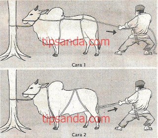 INI BLOG PERTAMA SAYA: handling sapi