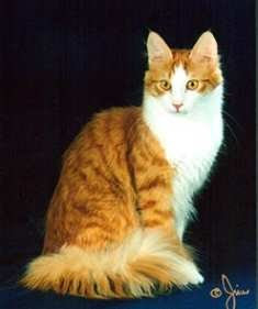 Kici Kici Turecka Angora