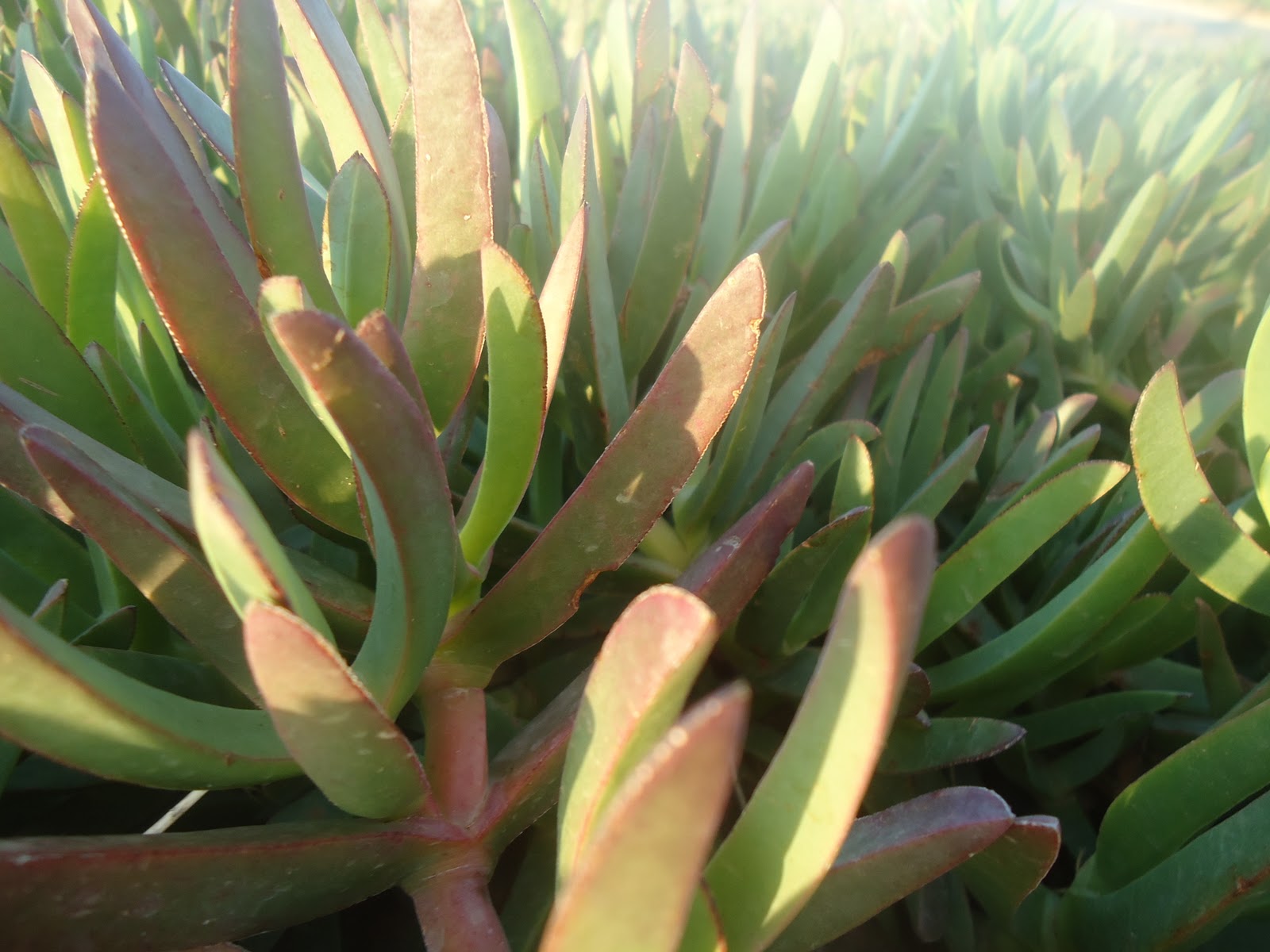 Dust&rsquo;n&rsquo;Roses: Travel | Plants in Morocco