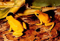 Poison Dart Frogs (Phyllobates)