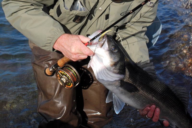 Bass Fishing Wexford & Ireland July 2010