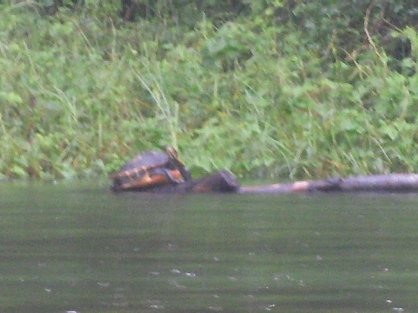 The "Unknown" Florida Tubing down the Rainbow River