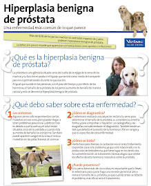 Prostatitis canina