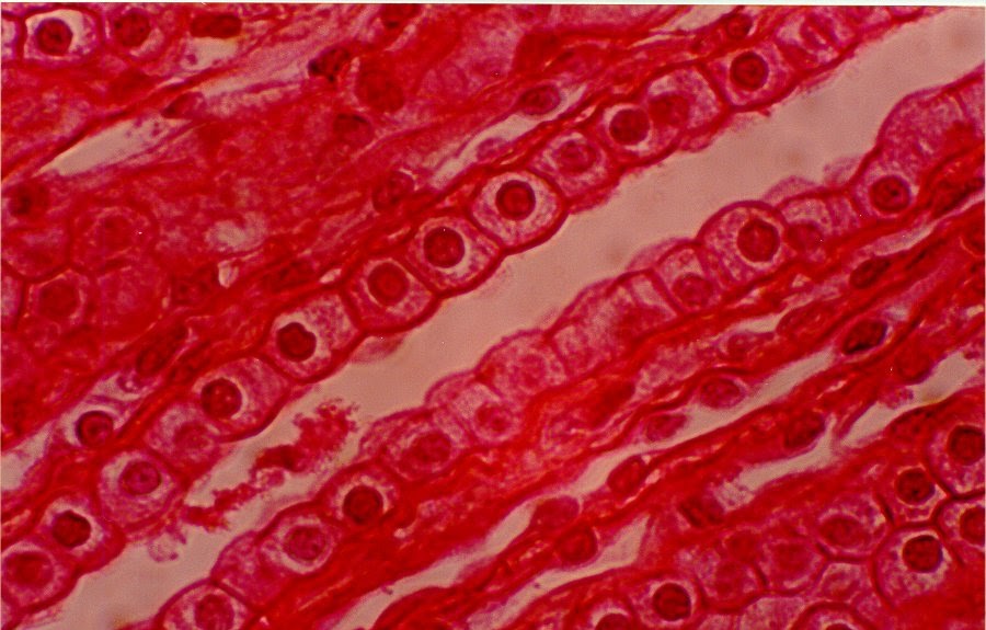 Histology Slides Simple Cuboidal Epithelium