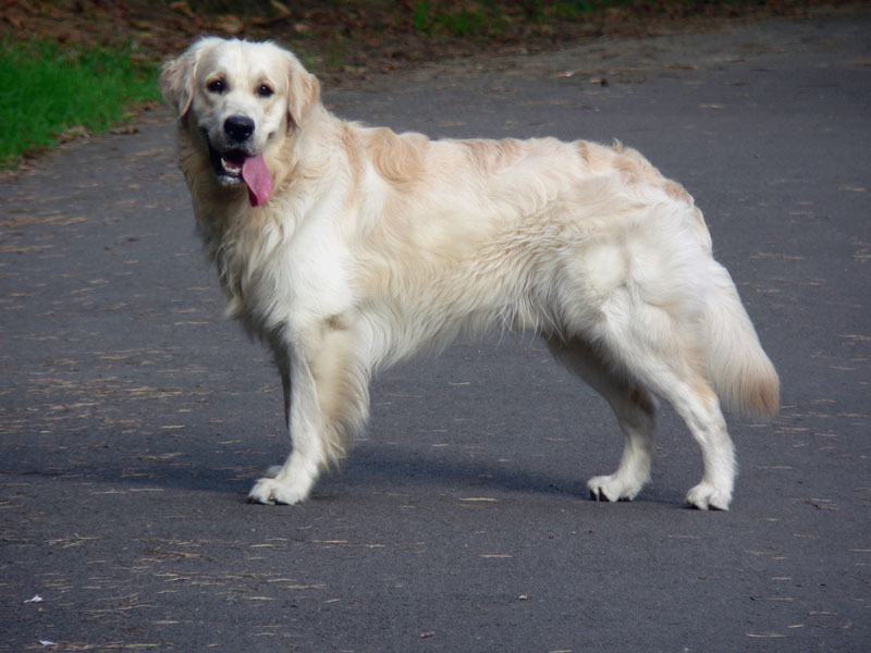 Sharplaninskaya Çoban Köpeği. Cins tanımı 100