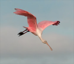 spoonbills roseate flying mullet june