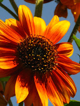 Sweet Sunflower