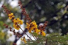။ Dhaka, 7 May :