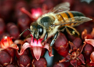 Macro Bee by flickr user Antonio Machado