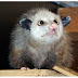 Is Heidi the cross-eyed opossum, the new Paul ?
