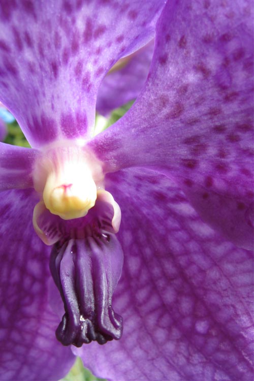 [24x36purple500.jpg]