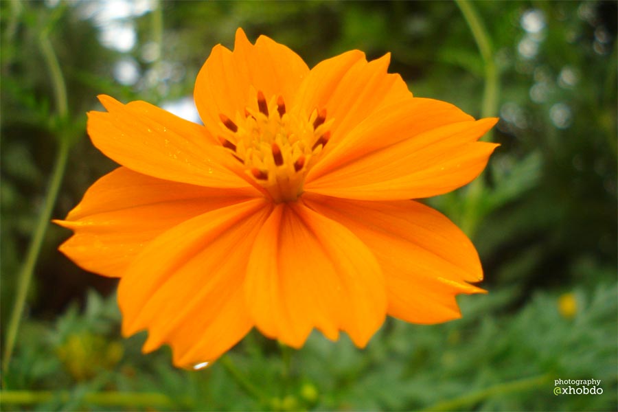 Rupam Sarma Xhobdo Marigold Flower
