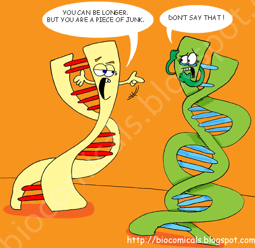 Alleles and genes, amoeba sisters, 2018. 