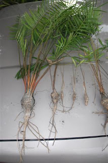 Florida Landscape Plants: Coontie Transplanting
