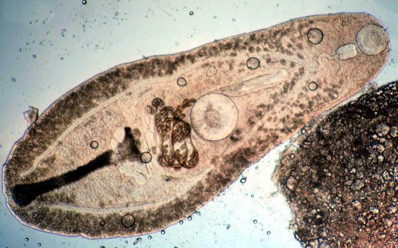 Trematoda | BIOLOGIPEDIA