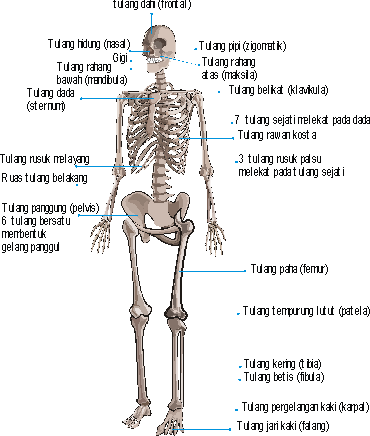 Anatomi Rangka Manusia | BIOLOGIPEDIA