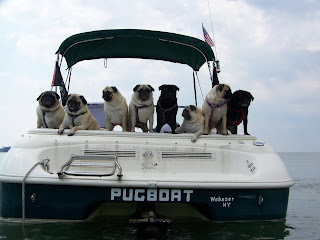pugsonboat