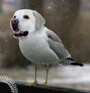Crazy-Animals+%283%29.jpg