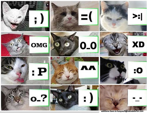 [cat-emoticons.jpg]