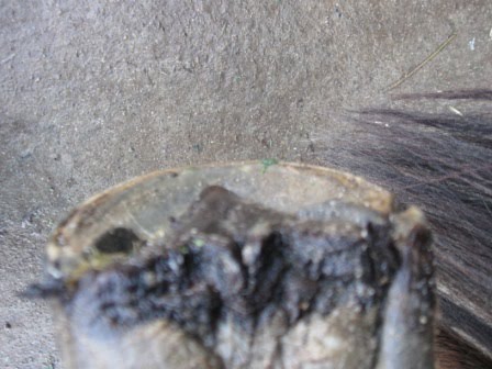 [RH+sole+before.JPG]