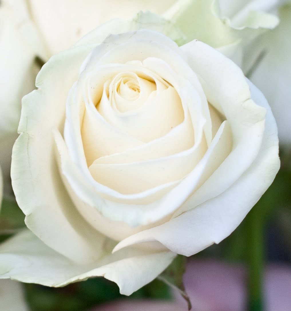 White Rose HD Image