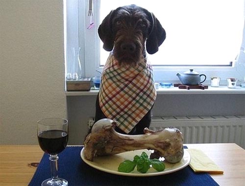 [dog-dinner.jpg]