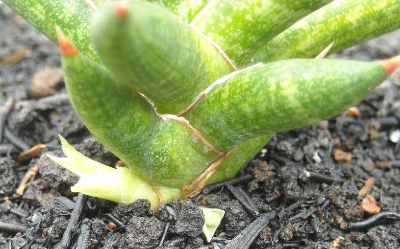 сансевиерия тиара джангл грин. сансевиерия не растет. паспорт растения сансевиерия щучий хвост. сансевиерия не растет.