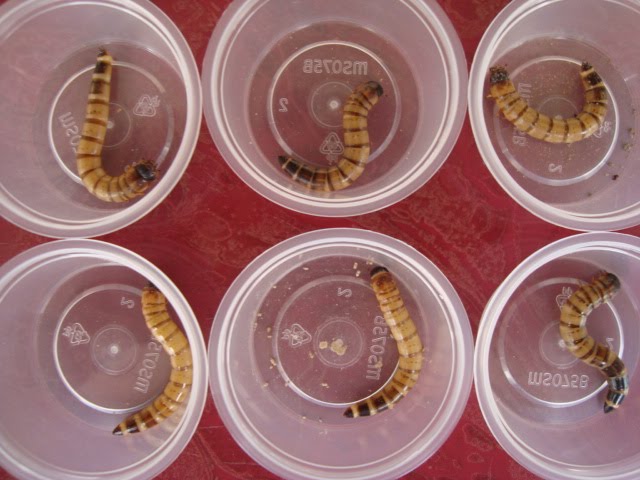 airil is in the house: Breed The Superworm