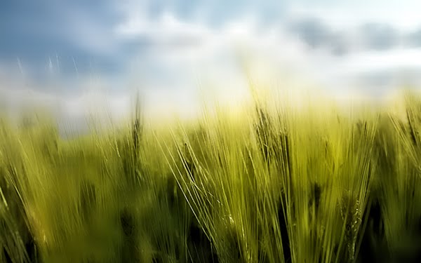 The Establishment of Knowledge