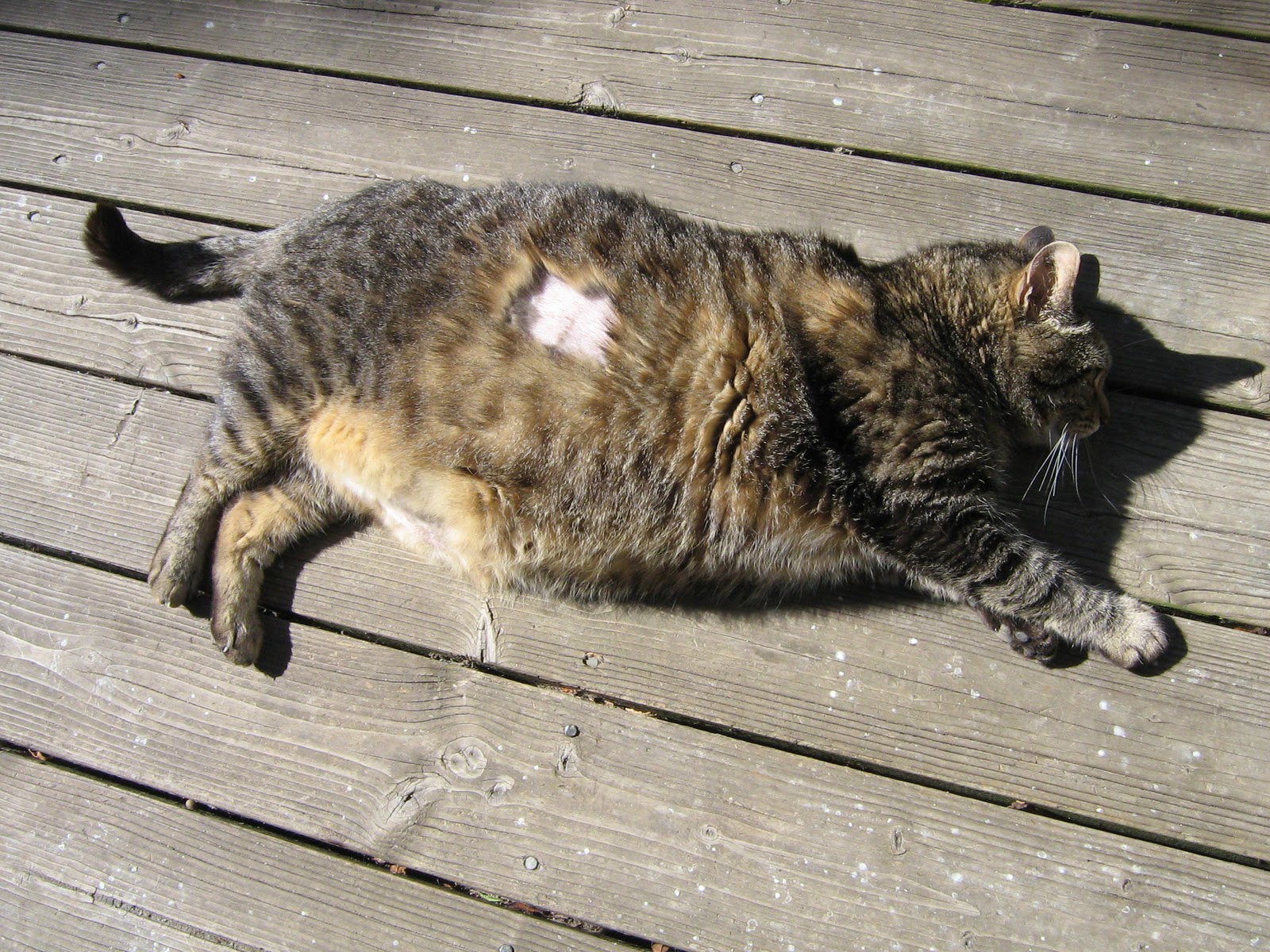 Five Gallon Cat Holes in the cat!