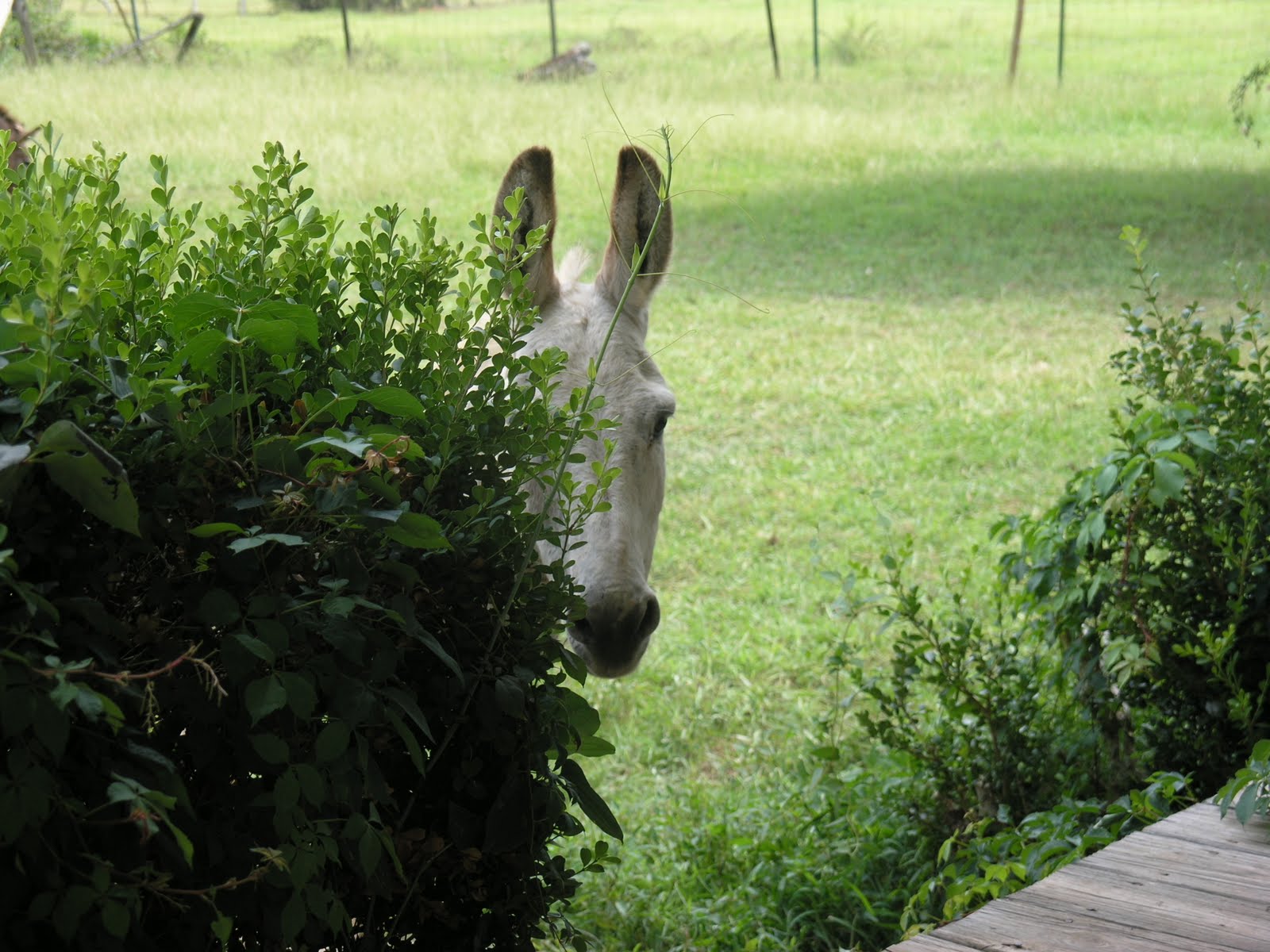 to the Rooster Ranch! The Rooster Ranch